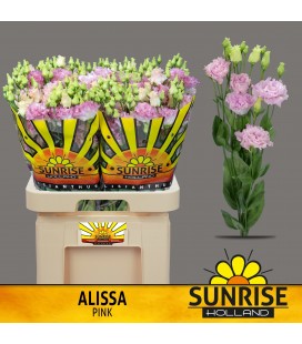 Lisianthus Alissa Pink 