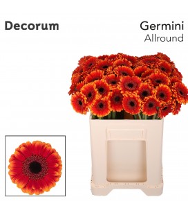 Germini Allround