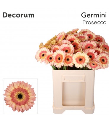 Germini Prosecco