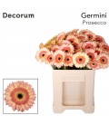 Germini Prosecco