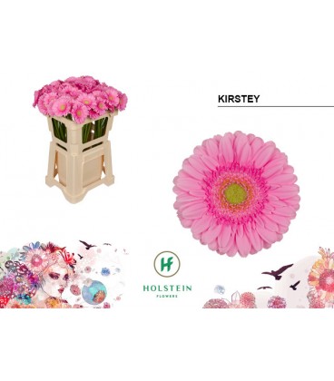 Germini Kirstey