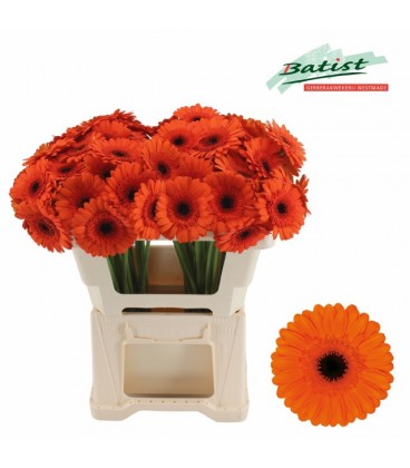 Germini Caramba X 20