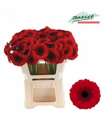 Germini red ruby