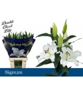 Lys or signum 80 cm