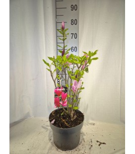 Magnolia Susan Ø 23 h 70