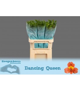 Alstromeria Dancing queen 