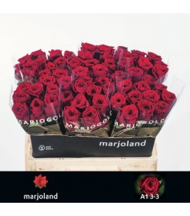 Rose Red Naomie 55 cm