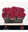 Rose Red Naomie 55 cm