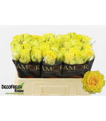 Rose Sunchaser 50 cm