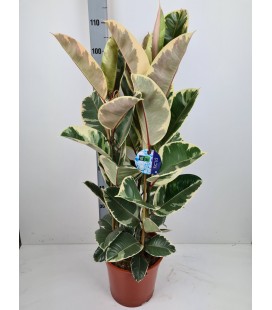 Ficus Caoutchou pot de 27 h 95