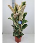 Ficus Caoutchou pot de 27 h 95