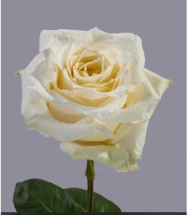 Rose equat White Shimmer 50 cm x 25