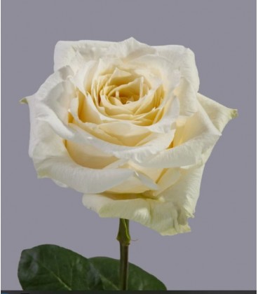 Rose equat White Shimmer 50 cm x 25