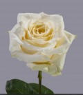 Rose equat White Shimmer 50 cm x 25