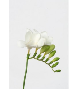 Freesia Du Stelvio blanc