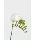 Freesia Du Stelvio blanc