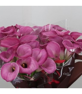 Calla Fantasia 60 cm
