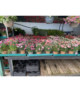 Oeillet Pot de 14 FR