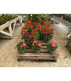 Geranium Zonale FR