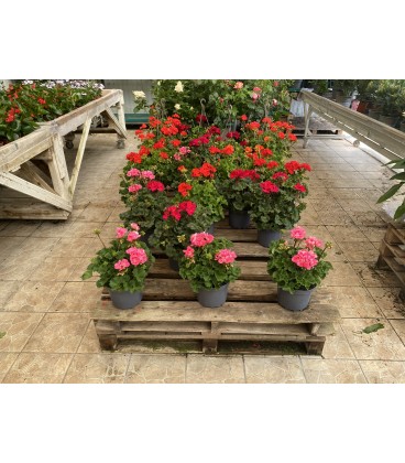 Geranium Zonale FR