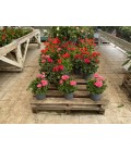 Geranium Zonale FR