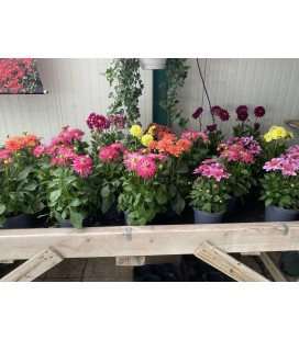 Dahlias FR