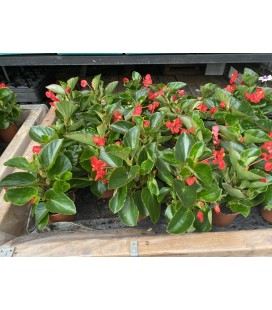 Bégonia Dragon Wing Ø14 FR