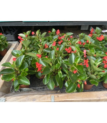 Bégonia Dragon Wing Ø14 FR