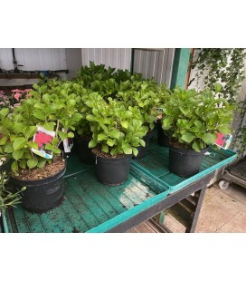 Hortensia mix Ø 19 EXT