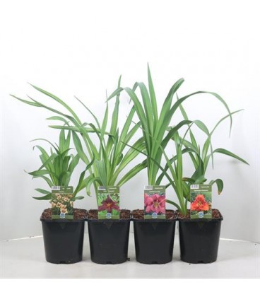 Hemerocallis Pot de 15