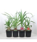 Hemerocallis Pot de 15
