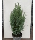 Ellwoodii  50 cm pot de 13