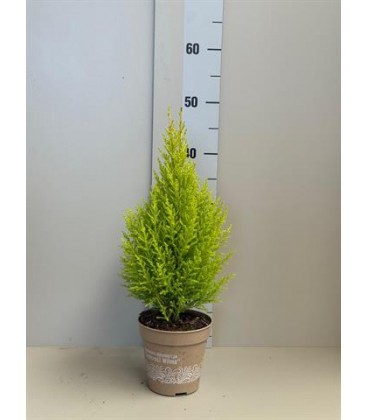 Gold Crest Pot de 13