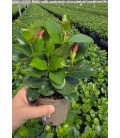 Dipladenia Diamantina Rouge Ø10.5