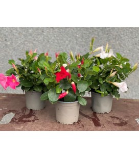 Dipladenia Blanc Ø 13