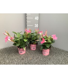 Dipladenia pink cream Ø 10.5
