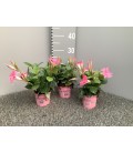 Dipladenia pink cream Ø 10.5