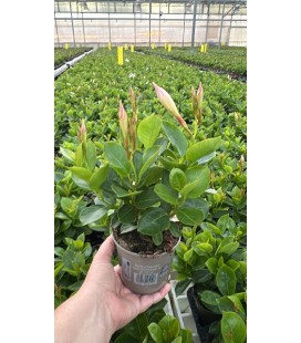 Dipladenia Blanc Ø 10.5