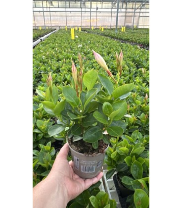 Dipladenia Blanc Ø 10.5