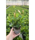 Dipladenia Blanc Ø 10.5