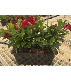 Dipladenia Jardiniere rouge 40 cm