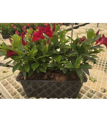 Dipladenia Jardiniere rouge 40 cm