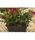 Dipladenia Jardiniere rouge 40 cm
