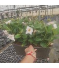 Dipladenia Jardiniere Blanc 40 cm