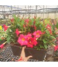 Dipladenia Jardiniere Rose 40 cm