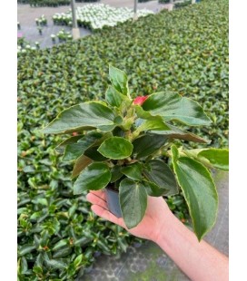 Begonia Dragon Rouge pot de 10.5