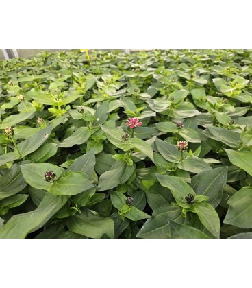 Zinnia double mix Ø 10.5