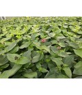 Zinnia double mix Ø 10.5