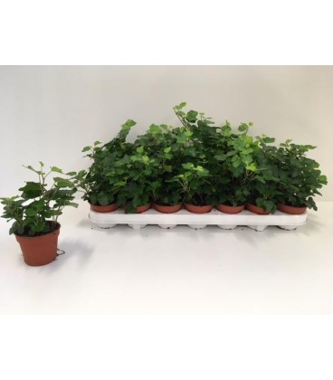Lierre pot de 8.50