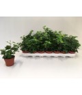 Lierre pot de 8.50 melange